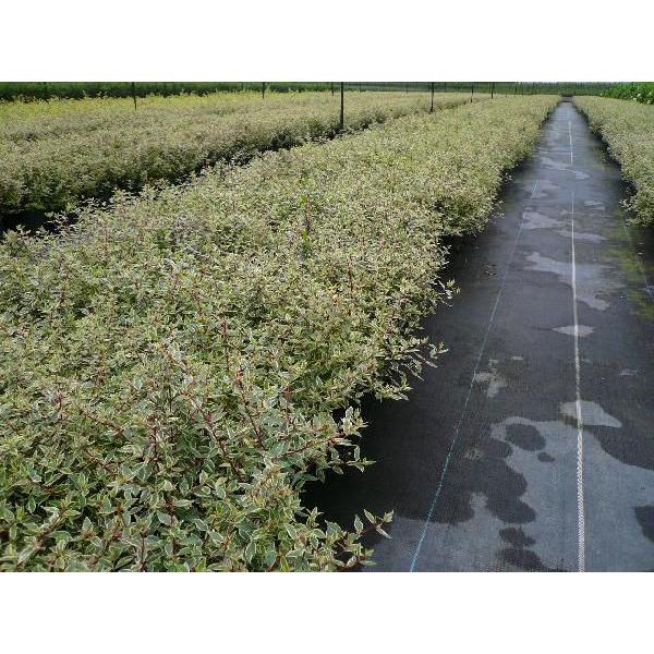 アベリア コンフェッティ 樹高0 2m前後 15cmポット 単 品 販売 苗 植木 苗木 庭木 垣根 生垣 生け垣 生垣用 目隠し 木 Buyee Buyee Japanese Proxy Service Buy From Japan Bot Online