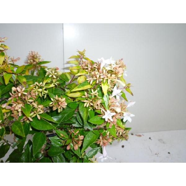 AxA tVXC\ 0.2mO 15cm|bg i P i j  c A c