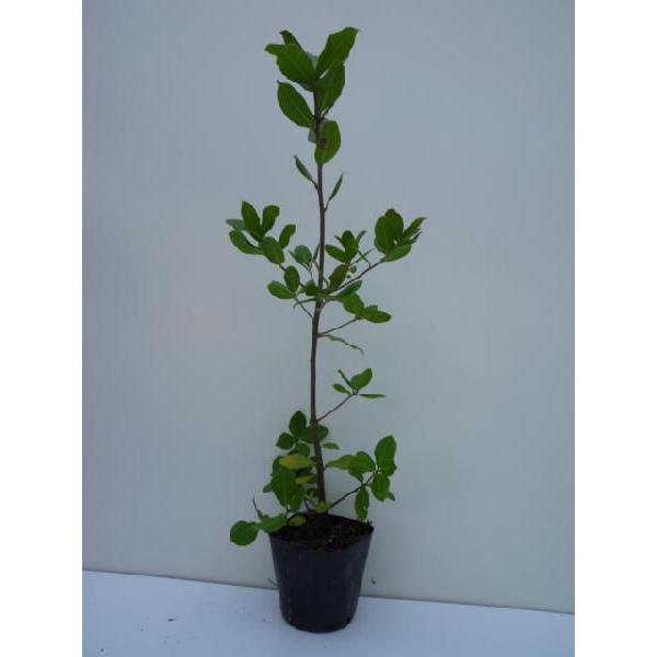 EoKV 0.4mO 10.5cm|bg i P i j  c A c