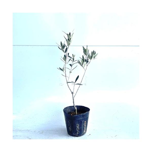 オリーブ 樹高0.3m前後 10.5cmポット （ 単 品 ）  苗 植木 苗木 庭  おりーぶ オリーブの木   お得な【送料無料】セット商品も販売中。↑<br>