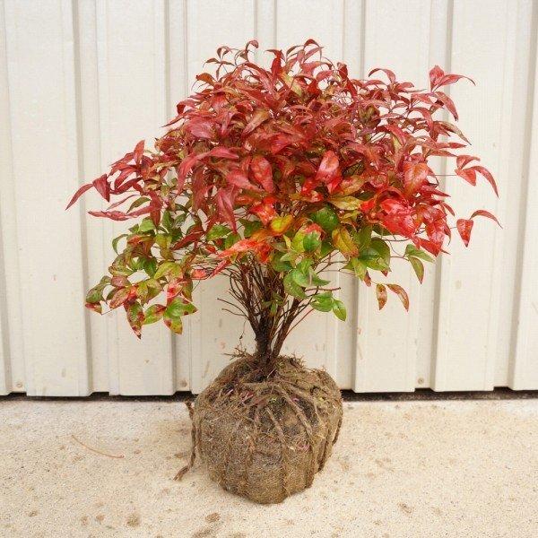 オタフクナンテン 樹高0 4m前後 根巻き 販売 苗 植木 苗木 庭木 垣根 生垣 生け垣 生垣用 目隠し 木 Buyee Buyee 日本の通販商品 オークションの代理入札 代理購入