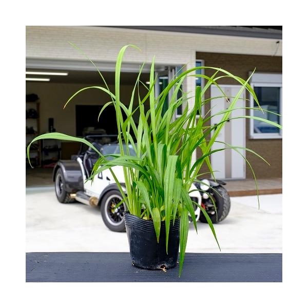 L`WE\E / 10.5cm|bg i P i j  c A c  OhJo[