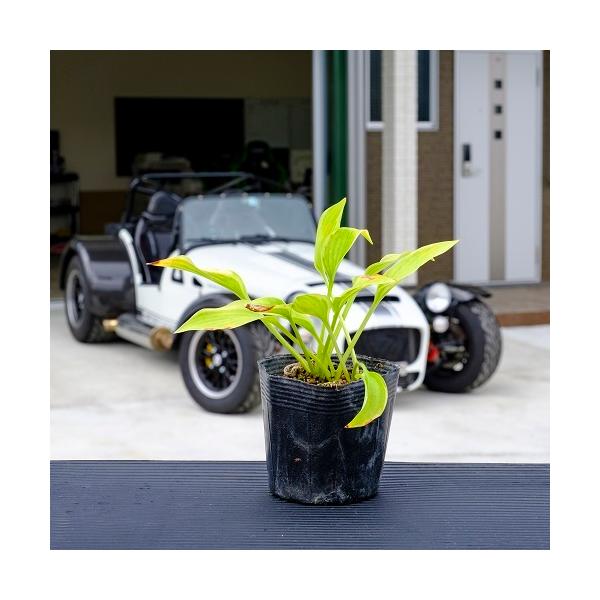 M{EV / 10.5cm|bg i P i j  c A c  OhJo[