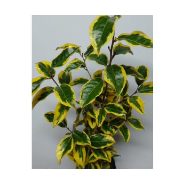 MhGbW(MgGbW) 0.4mO 15cm|bg i P i j t c A c 