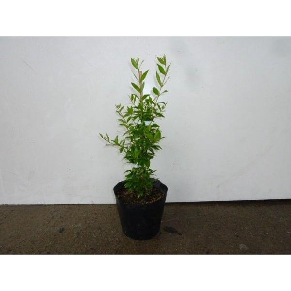 ギンバイカ 樹高0 3m前後 9cmポット 単 品 販売 苗 植木 苗木 庭木 垣根 生垣 生け垣 生垣用 目隠し 木 Buyee Buyee Japanese Proxy Service Buy From Japan Bot Online