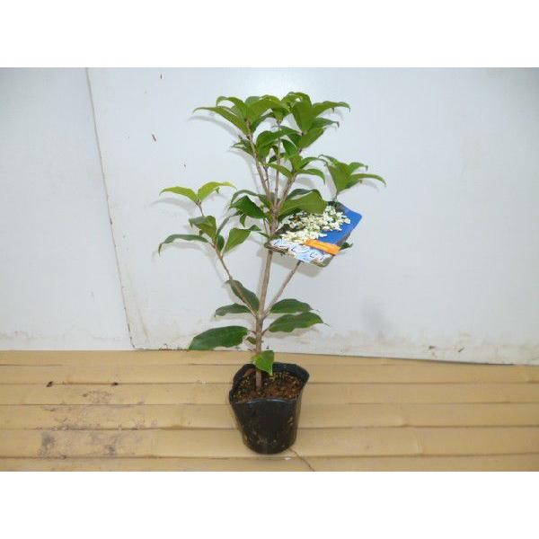 MNZC 0.3mO 10.5cm|bg i P i j  c A c