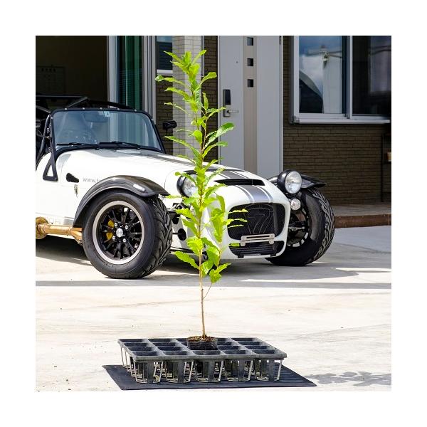 NkM 0.8mO 10.5cm|bg i P i j  c A c 