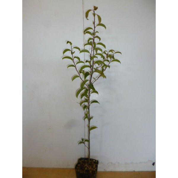 NKl` 0.5mO 10.5cm|bg i P i j  c A c