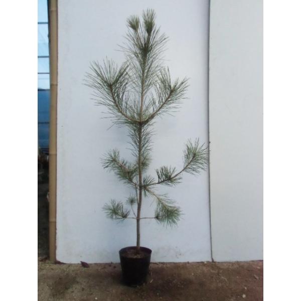 N}c 1.0mO 15cm|bg i P i j  c A c 