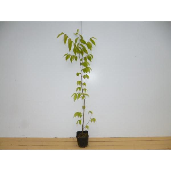 PL 0.8mO 10.5cm|bg i P i j  c A c