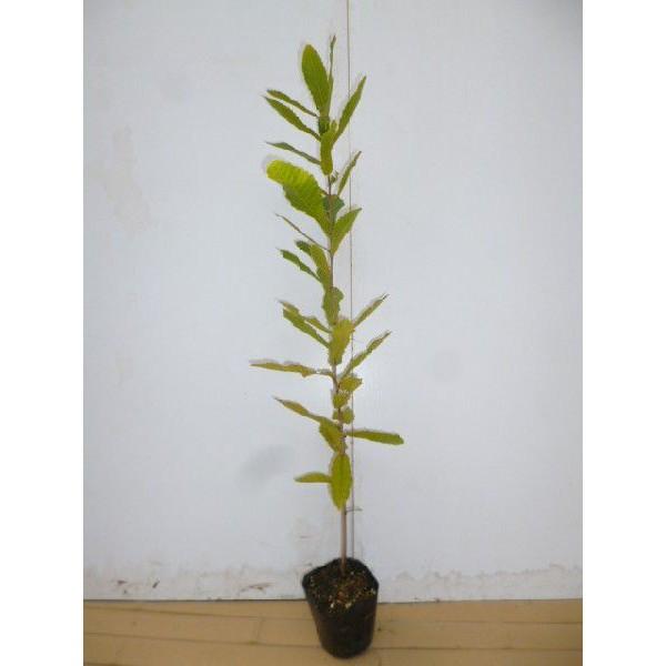 Ri 0.5mO 10.5cm|bg i P i j  c A c