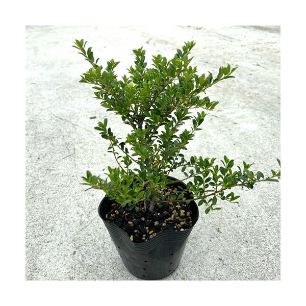 キンメツゲ 樹高0 5m前後 15cmポット 単 品 販売 苗 植木 苗木 庭木 垣根 生垣 生け垣 生垣用 目隠し 木 Buyee Buyee Japanese Proxy Service Buy From Japan Bot Online