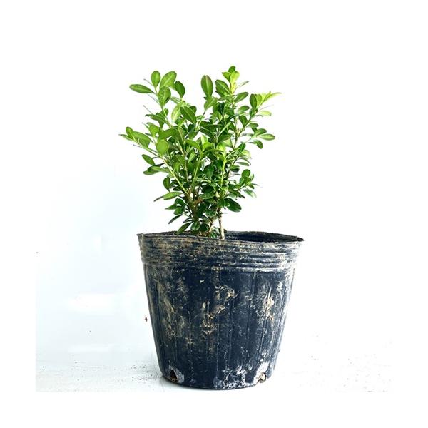 クサツゲ 樹高0.2m前後 12cmポット （ 単 品 ）  苗 植木 苗木 庭  くさつげ ひめつげ にわつげ 草柘植 ヒメツゲ ニワツゲ   お得な【送料無料】セット商品も販売中。↑<br>