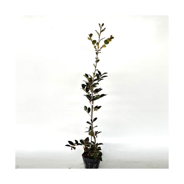 サザンカ 樹高0 8m前後 15cmポット 単 品 販売 苗 植木 苗木 庭木 垣根 生垣 生け垣 生垣用 目隠し 木 2945 花と緑 谷川緑販 通販 Yahoo ショッピング