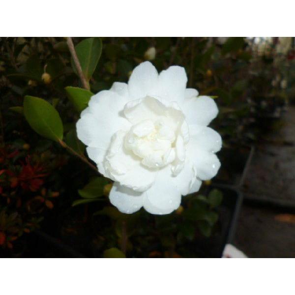 TUJiԁjATN 0.4mO 10.5cm|bg i P i j  c A c