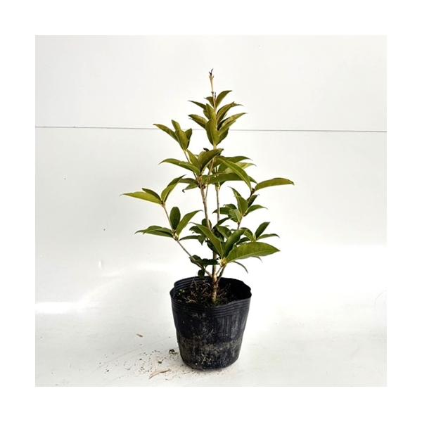 シキザキモクセイ 樹高0.6m前後 15cmポット （ 単 品 ） しきざきもくせい もくせい 苗 植木 苗木 庭  スイートオリーブ 四季咲き木犀   お得な【送料無料】セット商品も販売中。↑<br>