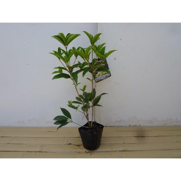 VLULNZC 0.25mO 10.5cm|bg i P i j   c A c 