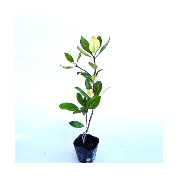シャリンバイ 樹高0.2m前後 10.5cmポット （ 単 品 ） 苗 植木 苗木