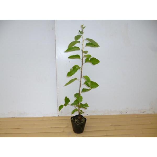 W[x[ 0.5mO 10.5cm|bg i P i j  c A c 