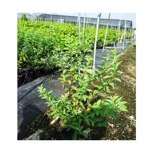 コデマリ 樹高0.5m前後 15cmポット （ 単 品 ）  苗 植木 苗木 庭  こでまり 小手毬   お得な【送料無料】セット商品も販売中。↑&lt;br&gt;