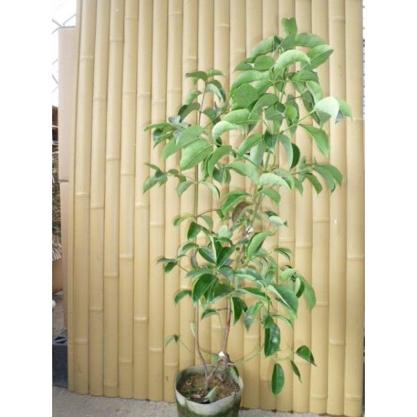 ジョウリョクヤマボウシ 樹高0 8m前後 18cmポットバック 単 品 販売 苗 植木 苗木 庭木 垣根 生垣 生け垣 生垣用 目隠し 木 3637 花と緑 谷川緑販 通販 Yahoo ショッピング