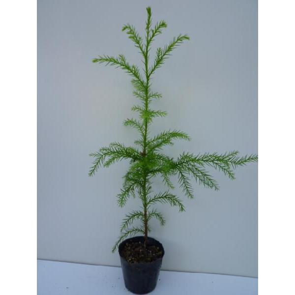 XM 0.3mO 10.5cm|bg i P i j  c Βn A c