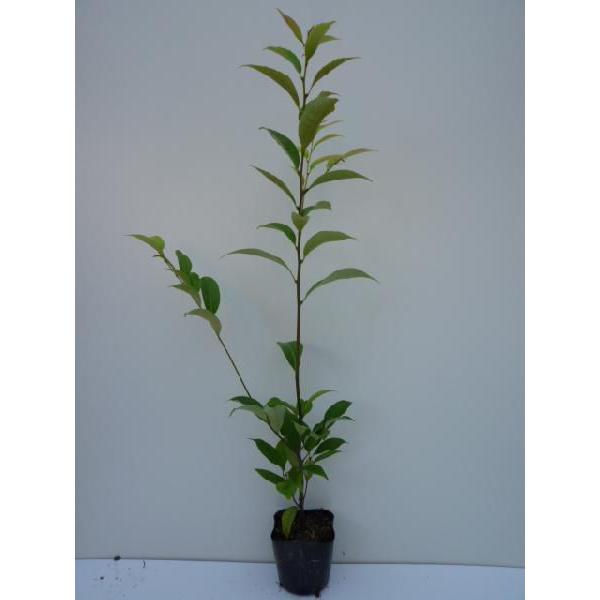 スダジイ 樹高0.5m前後 10.5cmポット （ 単 品 ）  苗 植木 苗木 庭  すだじい 椎   お得な【送料無料】セット商品も販売中。↑<br>