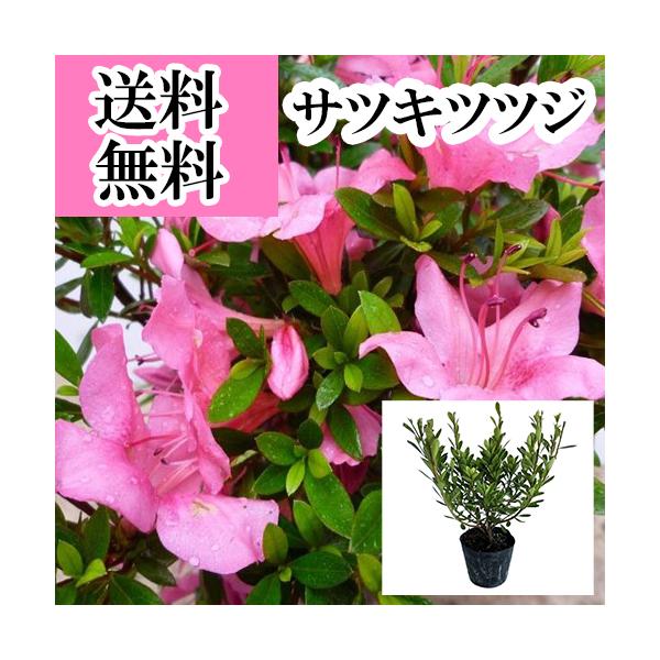 サツキツツジ（さつき） 樹高0.25m前後 10.5cmポット （ 単 品 ）  苗 植木 苗木 庭  さつきつつじ 五月 皐月   お得な【送料無料】セット商品も販売中。↑<br>