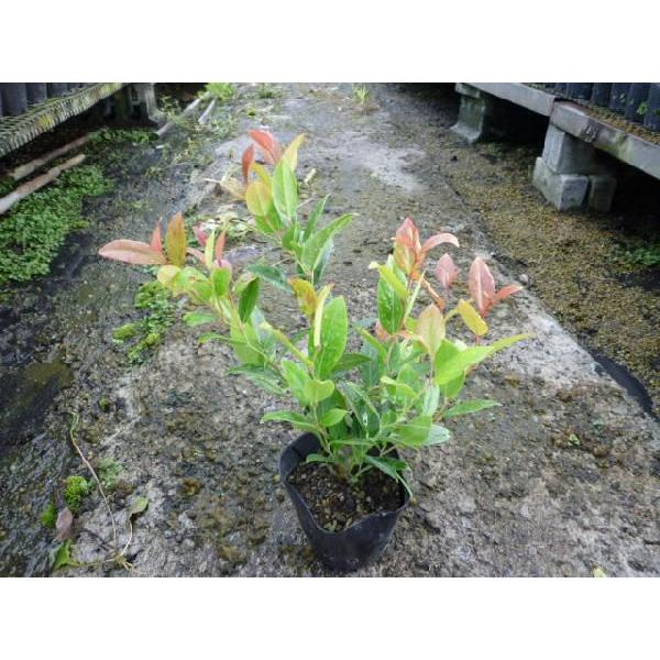 ZCECie ALVX 0.2mO 10.5cm|bg i P i j  c A c 