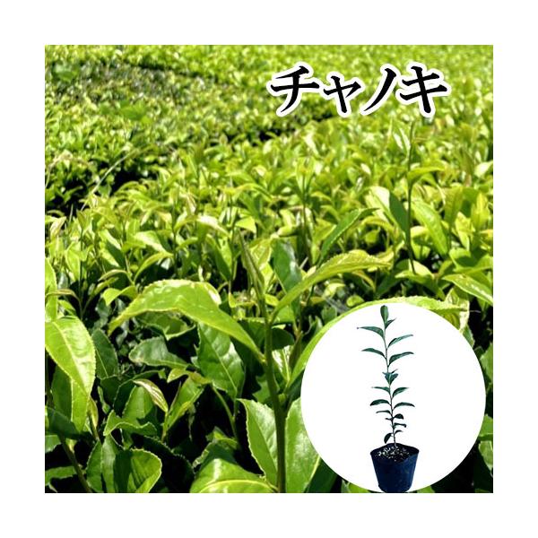 チャノキ 樹高0.3m前後 10.5cmポット （ 単 品 ）  苗 植木 苗木 庭  おちゃのき お茶の木   お得な【送料無料】セット商品も販売中。↑<br>