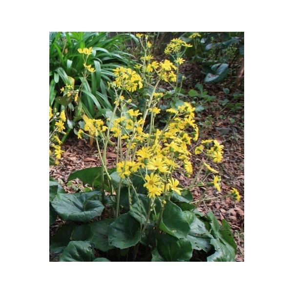 cuL / 10.5cm|bg i P i j  c A c  OhJo[