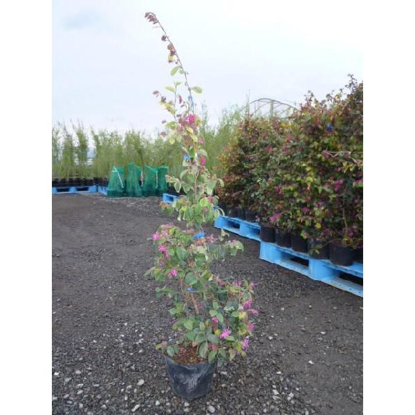 トキワマンサク 青葉赤花 樹高1 0m前後 18cmポット 単 品 販売 苗 植木 苗木 庭木 垣根 生垣 生け垣 生垣用 目隠し 木 4586 花と緑 谷川緑販 通販 Yahoo ショッピング
