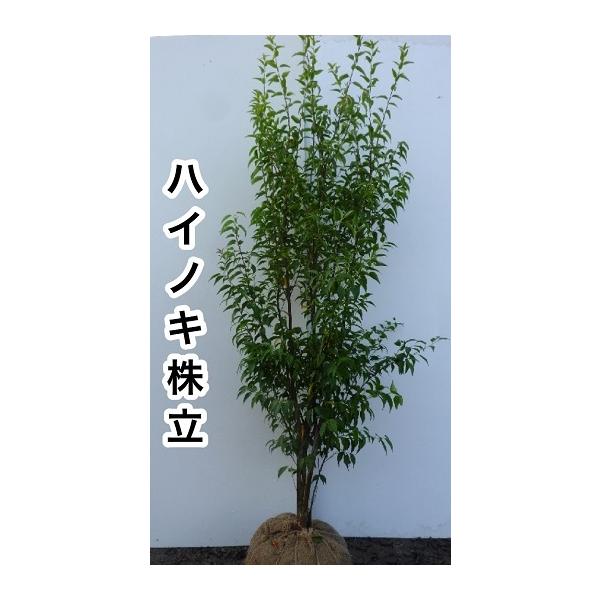 ハイノキ 樹高1.5m前後 根巻 ( 単 品 )(送料無料) 苗 植木 ハイノキ 樹高1.5m前後 根巻 ( 単 品 )(送料無料) 苗 植木