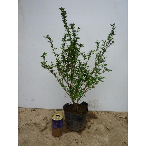 �n�N�`���E�Q ����0.4m�O�� 15cm�|�b�g �i �P �i �j  �c �A�� �c�� ���i�摜1