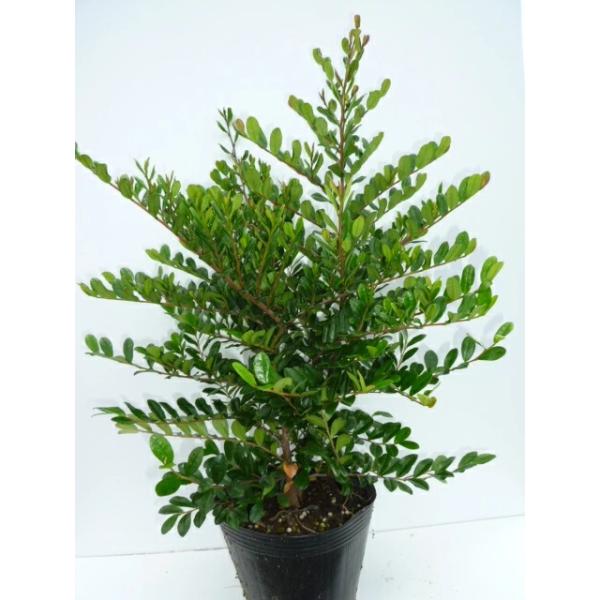 ハマヒサカキ 樹高0 3m前後 15cmポット 単 品 販売 苗 植木 苗木 庭木 垣根 生垣 生け垣 生垣用 目隠し 木 5254 花と緑 谷川緑販 通販 Yahoo ショッピング