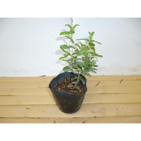 苗 ヒペリカムの人気商品 通販 価格比較 価格 Com