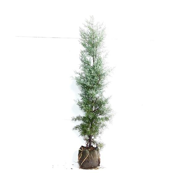 ブルーアイス 樹高1 2m前後 18cmバック 単 品 Y1送料無料 販売 苗 植木 苗木 庭木 垣根 生垣 生け垣 生垣用 目隠し 木 6101 花と緑 谷川緑販 通販 Yahoo ショッピング