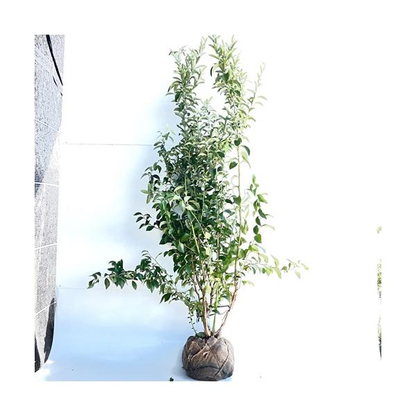 ブルーベリー ブルーシャワー 樹高1 0m前後 根巻き 単 品 Y1送料無料 販売 苗 植木 苗木 庭木 垣根 生垣 生け垣 目隠し 木 果樹 果樹苗 果樹園用 Buyee Buyee Japanese Proxy Service Buy From Japan Bot Online