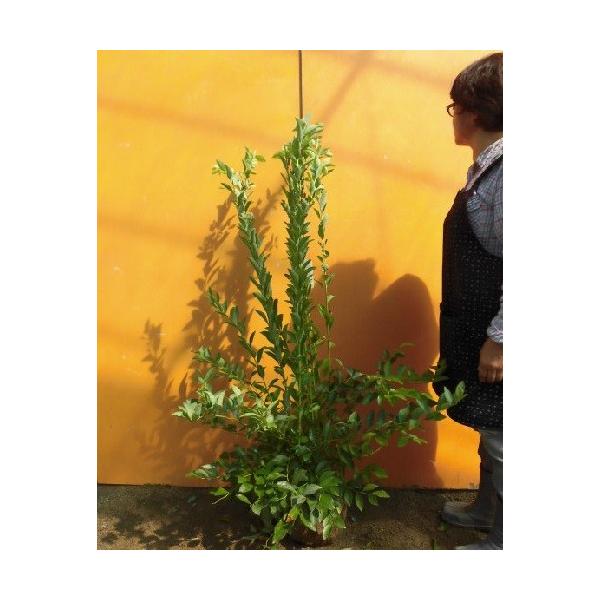 u[x[ ohEB 1.2mO  i P i jij  c A c  ʎc ʎ 