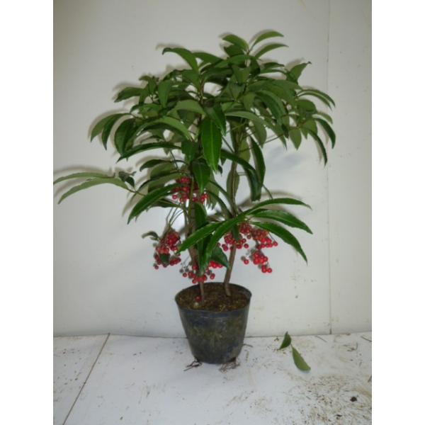 }E 0.3mO 15cm|bg i P i j  c  ͂ĂȂꍇ܂ A c