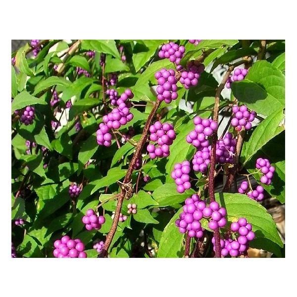 ムラサキシキブ（コムラサキシキブ） 樹高0.5m前後 15cmポット （ 単 品 ）  苗 植木 苗木 庭  こむらさきしきぶ 小 紫式部   お得な【送料無料】セット商品も販売中。↑&lt;br&gt;