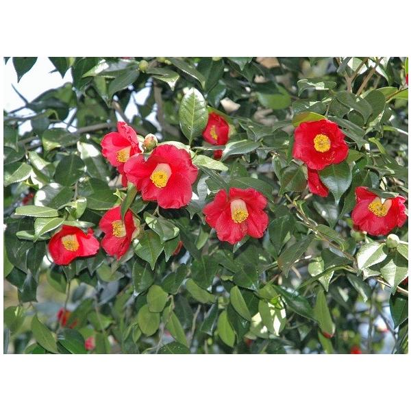 ucoL 0.5mO 10.5cm|bg i P i j  c A c