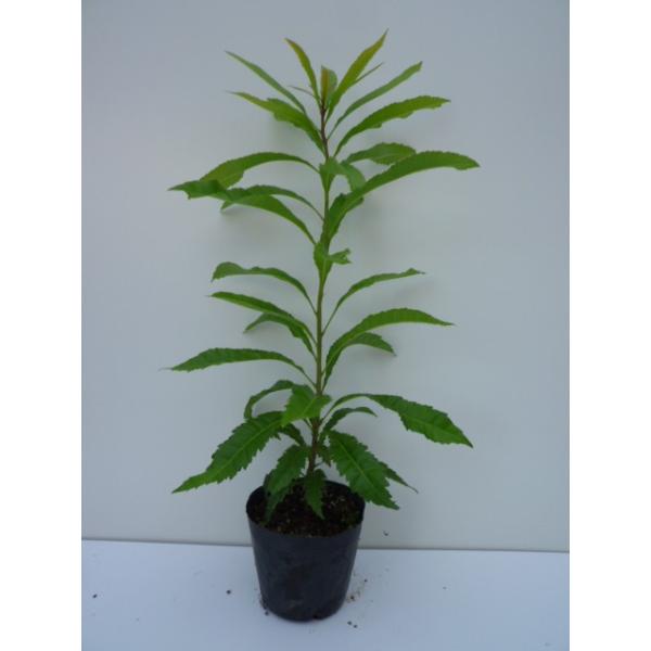 } 0.2mO 10.5cm|bg i P i j  c A c 