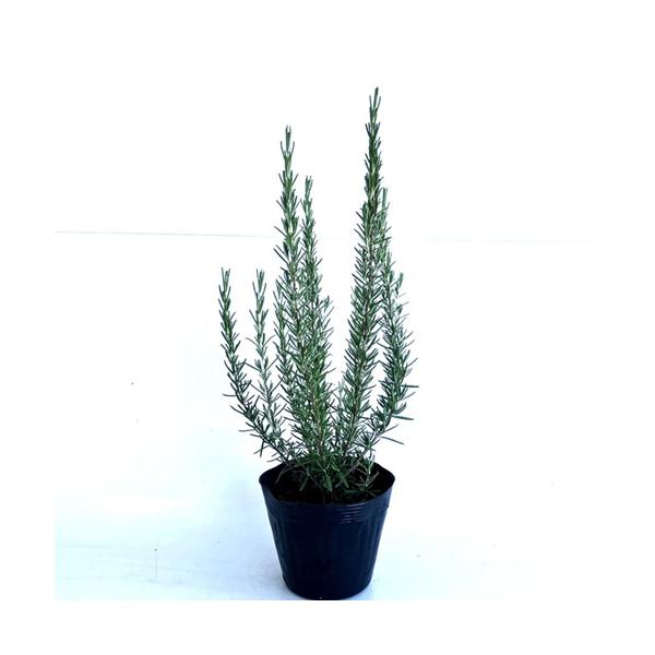 ローズマリー 樹高0.4m前後 15cmポット （ 単 品 ）  苗 植木 苗木 庭  ろーずまりー ハーブ   お得な【送料無料】セット商品も販売中。↑<br>