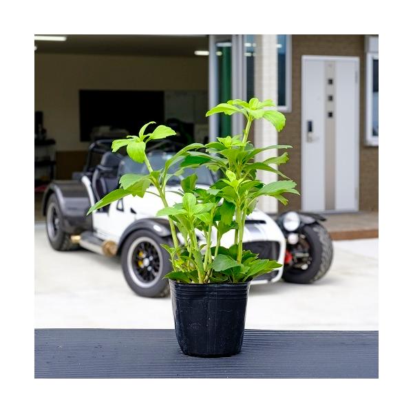 フッキソウ 7 5 9cmポット 単 品 販売 苗 植木 苗木 庭木 グランドカバー 下草 寄せ植え 低木 811 花と緑 谷川緑販 通販 Yahoo ショッピング