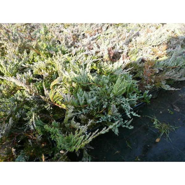 o[n[o[ / 9`10.5cm|bg i P i j  c A c  OhJo[