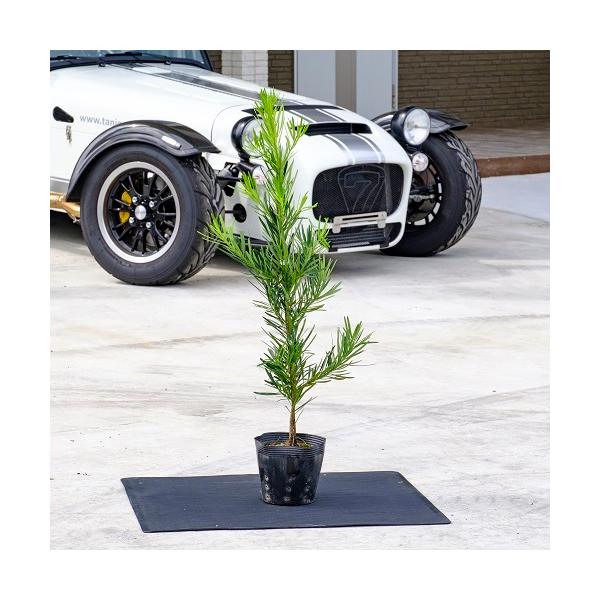 ラカンマキ 樹高0 8m前後 15cmポット 単 品 販売 苗 植木 苗木 庭木 垣根 生垣 生け垣 生垣用 目隠し 木 952 花と緑スーパーseven 通販 Yahoo ショッピング