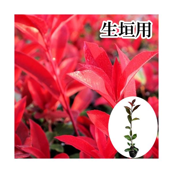 レッドロビン 樹高0.8m前後 10.5cmポット （ 単 品 ）  苗 植木 苗木 庭  れっどろびん    お得な【送料無料】セット商品も販売中。↑<br>