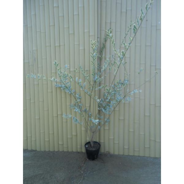 Vo[vybg 1.0mO 15cm|bg i P i j  c A c 