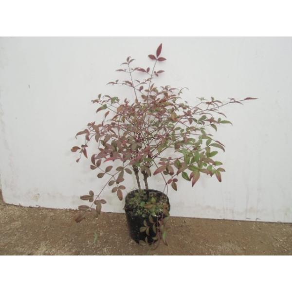 ナンテン 樹高0 25m前後 12cmポット 単 品 販売 苗 植木 苗木 庭木 垣根 生垣 生け垣 生垣用 目隠し 木 Buyee Buyee 提供一站式最全面最專業現地yahoo Japan拍賣代bid代拍代購服務 Bot Online